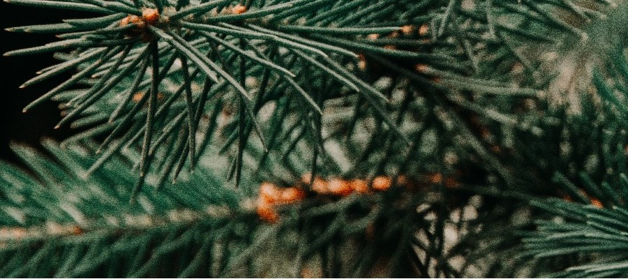 Azaleas brezos y plantas de brezo producción CZARNECCY