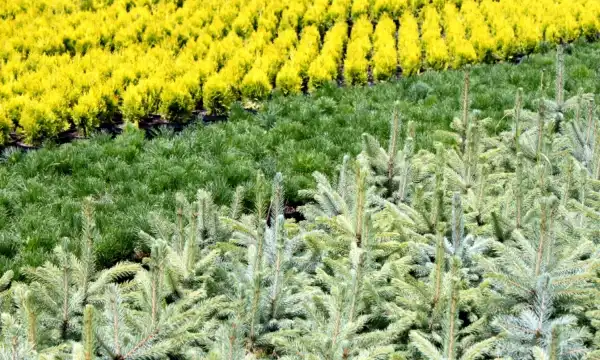 Vivero Czarneccy - vista general