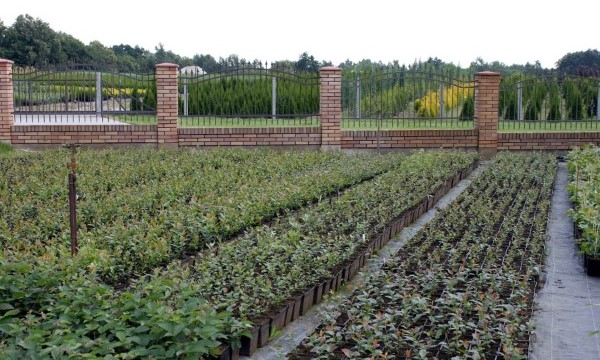 Plantas del vivero Czarneccy - foto 3