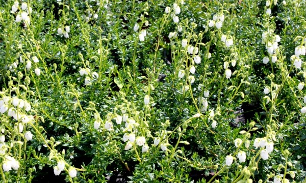 Plantas del vivero Czarneccy - foto 7