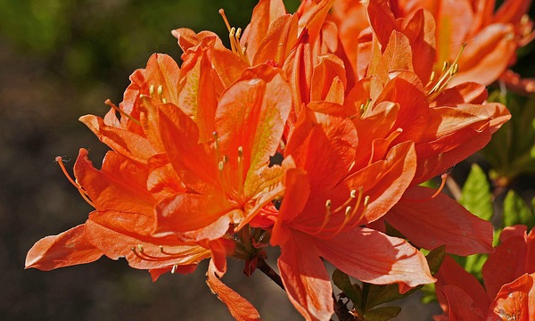 Plantas del vivero Czarneccy - foto 12