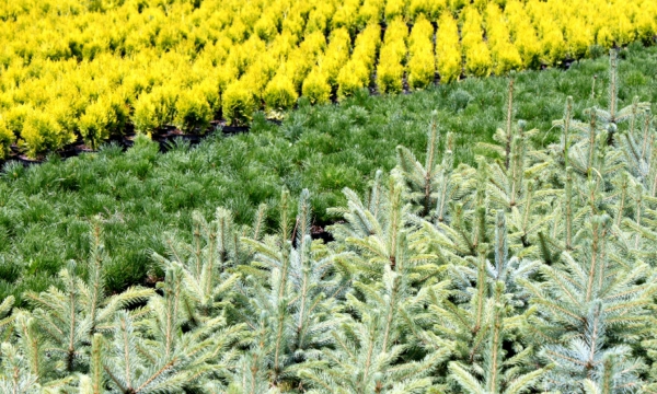 Vivero CZARNECCY vista general de plantas coníferas y rododendros