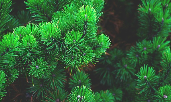 Plantas de brezo azaleas especialización del vivero CZARNECCY