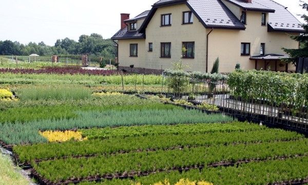 Rododendros de varias variedades cultivo CZARNECCY profesional