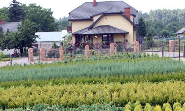 Brezos y érica colección vivero CZARNECCY calidad experta