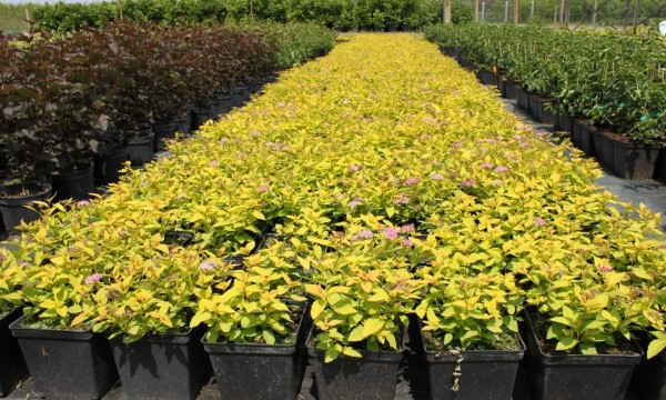 Plantas ornamentales caducifolias vivero CZARNECCY años de experiencia