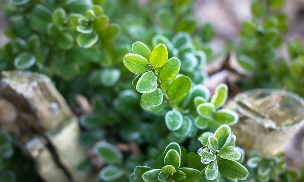Plantas jóvenes y plantas maduras CZARNECCY material de plantación sano
