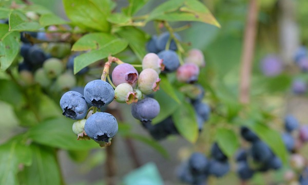 Entregas mayoristas de plantas del vivero CZARNECCY producción propia